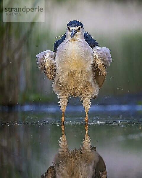 Nachtreiher (Nycticorax nycticorax) Gefiederpflege  Federn ausschütteln  Frontalansicht  Portrait  spritzendes Wasser  Sommerstimmung  Kiskunsag Nationalpark Ungarn