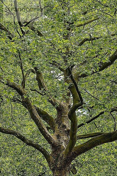 Große alte Platane (Platanus) im Sommer  saftig grünes Blätterdach  knorriger Stamm und knorrige Äste  München  Bayern  Deutschland  Europa