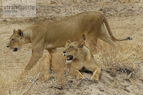 Löwen (Panthera leo)  zwei Adulttiere  weiblich  beisammen in der Savanne  Tarangire Nationalpark  Tansania  Ostafrika  Afrika