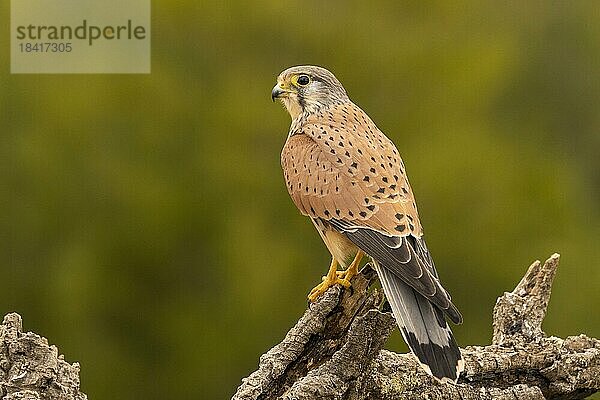 Turmfalke (Falco tinnunculus) Männchen auf Ast Valencia  Andalusien  Spanien  Europa