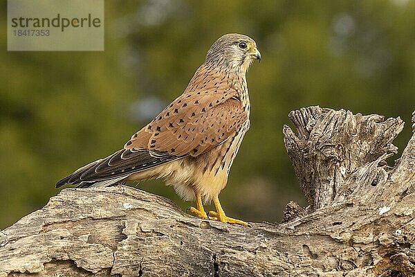 Turmfalke (Falco tinnunculus) Männchen auf Wurzel  Valencia  Andalusien  Spanien  Europa