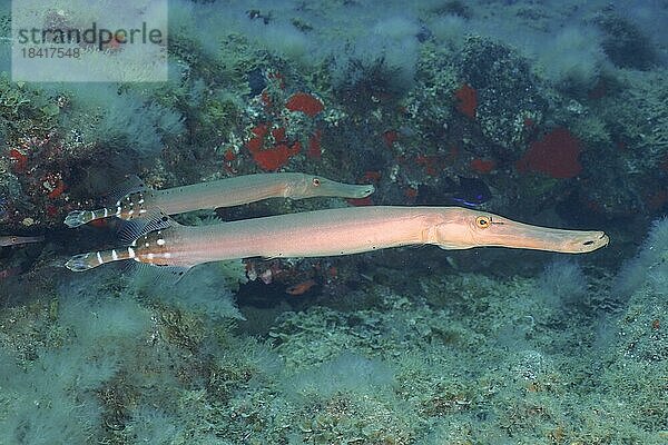 Ostatlantischer Trompetenfisch (Aulostomus strigosus)  Tauchplatz Pasito Blanco Riff  Arguineguin  Gran Canaria  Spanien  Atlantik  Europa