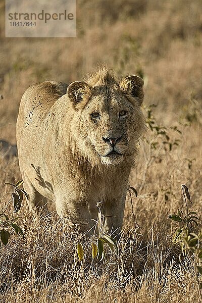 Löwe (Panthera leo)  männlich  läuft im Gras  Savanne  Serengeti Nationalpark  Tansania  Ostafrika  Afrika