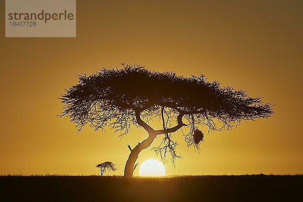 Silhouette einer Akazie bei Sonnenaufgang  Gegenlichtaufnahme  Serengeti Nationalpark  Tansania  Ostafrika  Afrika