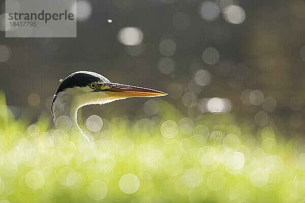 Graureiher (Ardea cinerea)  Gegenlicht  Tierporträt  Hessen  Deutschland  Europa