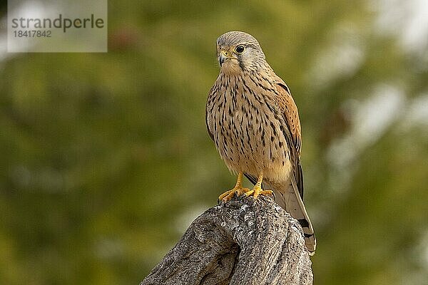 Turmfalke (Falco tinnunculus) Männchen auf Ast  Valencia  Andalusien  Spanien  Europa