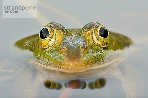 Teichfrosch (Pelophylax esculentus)  frontal  Detail  Tierporträt  Hessen  Deutschland  Europa