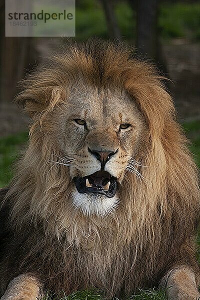 Afrikanischer Löwe (Panthera leo) erwachsenes männliches Tier brüllend  England  Vereinigtes Königreich  captive