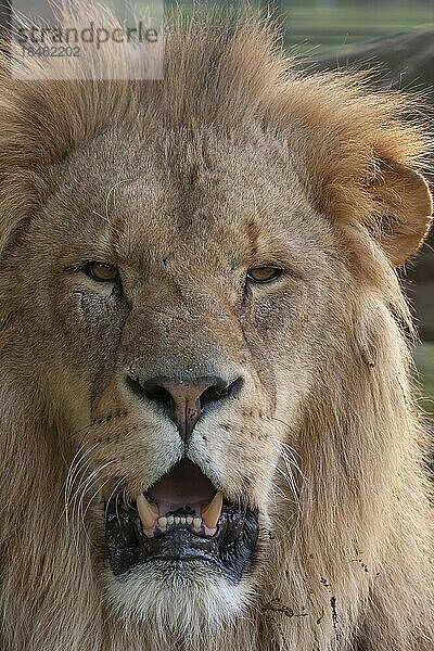 Afrikanischer Löwe (Panthera leo) erwachsenes männliches Tier brüllend  England  Vereinigtes Königreich  captive