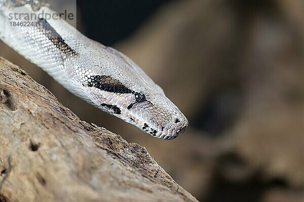 Königspython (Python regius) erwachsene Schlange Kopfporträt  England  Vereinigtes Königreich  captive