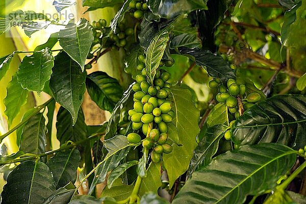 Unreife Kaffee Beeren von der Sorte Arabica an einem Strauch  Mauritius  Afrika