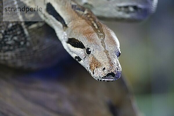 Königspython (Python regius) erwachsene Schlange Kopfporträt  England  Vereinigtes Königreich  captive