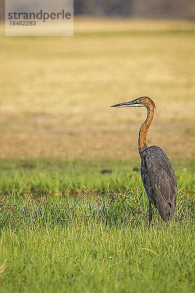 Goliathreiher (Ardea goliath)  Porträt des Vogels im grünen Sumpfgebiet des Okavango Deltas. Botswana