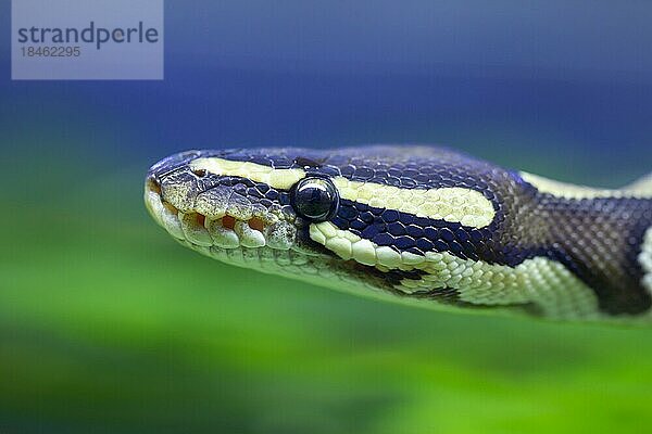 Königspython (Python regius) erwachsene Schlange Kopfporträt  England  Vereinigtes Königreich  captive