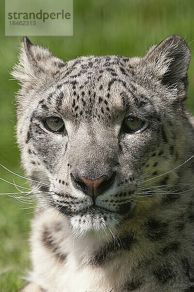 Schneeleopard (Panthera uncia) erwachsenes Tier Kopf Portrait  England  Vereinigtes Königreich  Gefangenschaft