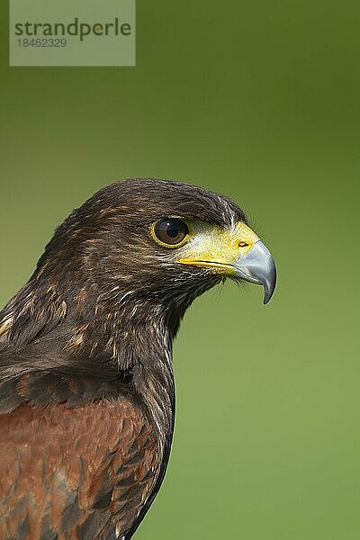 Wüstenbussard (Parabuteo unicinctus) erwachsener Vogel Tierporträt  England  Vereinigtes Königreich  captive