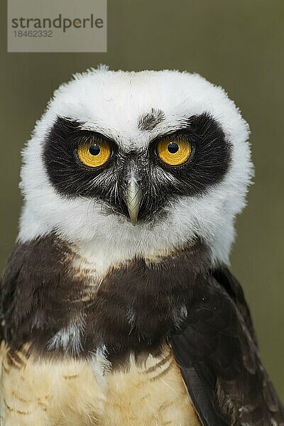 Brillenkauz (Pulsatrix perspicillata) erwachsener Vogel Kopf Portrait  England  Vereinigtes Königreich  Gefangenschaft