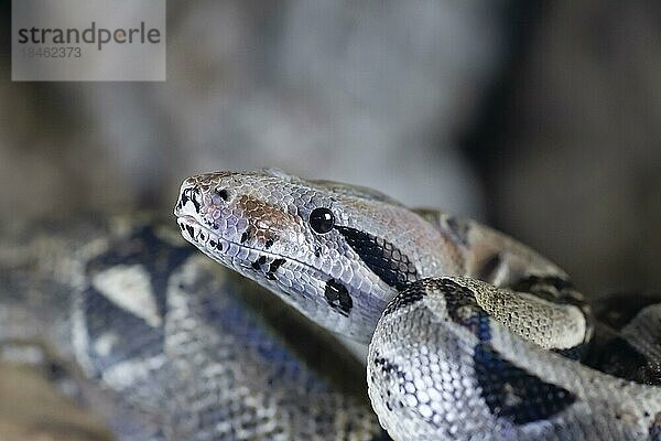 Königspython (Python regius) erwachsene Schlange Kopfporträt  England  Vereinigtes Königreich  captive