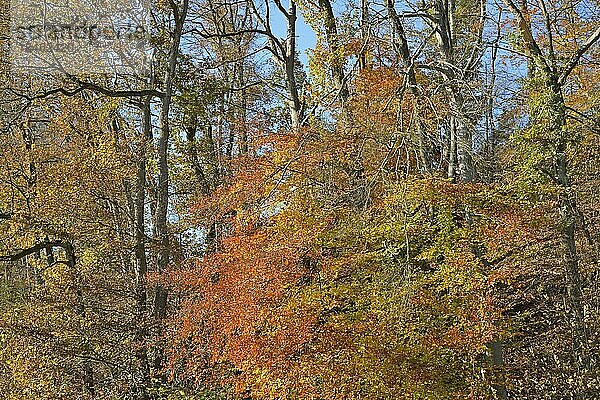 Laubwald  Rotbuchen (Fagus sylvatica) und Eichen (Quercus) mit Herbstlaub  blauer Himmel  Nordrhein-Westfalen  Deutschland  Europa