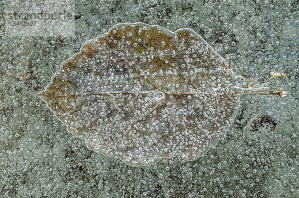 Luftblasen mit einem Baumblatt  das im Eis gefangen ist  das sich in einem eisigen Winter auf einem Fluss gebildet hat. Elsass  Frankreich  Europa