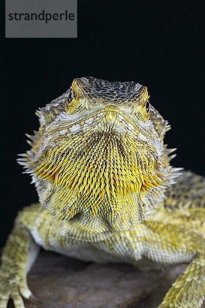 Bartagame (Pogona Vitticeps) erwachsene Eidechse Tierportrait  England  Vereinigtes Königreich  Gefangenschaft