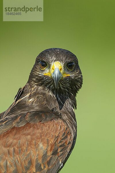 Wüstenbussard (Parabuteo unicinctus) erwachsener Vogel Tierporträt  England  Vereinigtes Königreich  captive