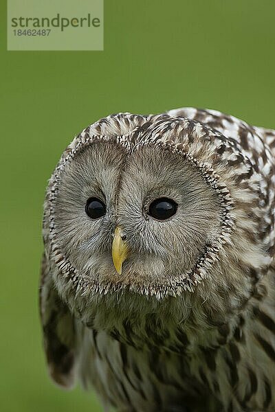 Habichtskauz (Strix uralensis) erwachsener Vogel Kopfportrait  England  Vereinigtes Königreich  captive