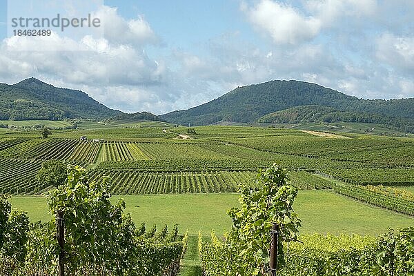 Blick über Weinberge auf den Pfälzerwald  Haardtrand  Südpfalz  Pfalz  Rheinland-Pfalz  Deutschland  Europa