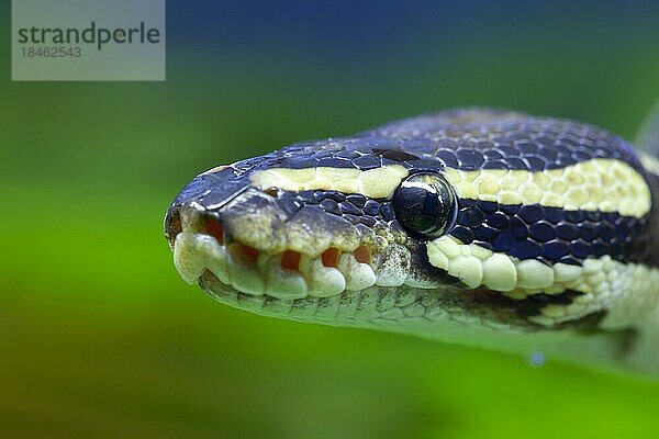 Königspython (Python regius) erwachsene Schlange Kopfporträt  England  Vereinigtes Königreich  captive