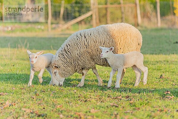 Lamm und Schaf in einer Schafherde und einer Weide in einem Dorf im Winter. Elsass  Frankreich  Europa
