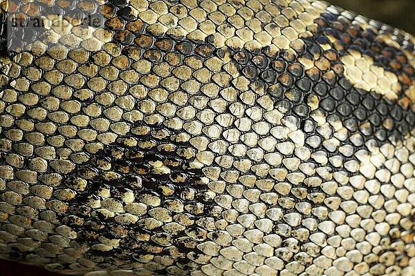 Königspython (Python regius)  erwachsene Schlange  Nahaufnahme der Schuppen auf der Haut  England  Vereinigtes Königreich  captive