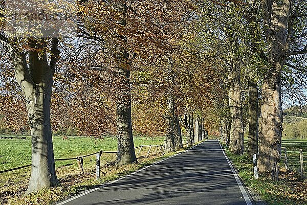 Baumallee  Laubbäume mit Herbstlaub  blauer Himmel  Nordrhein-Westfalen  Deutschland  Europa