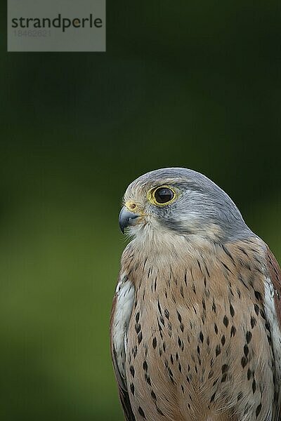Turmfalke (Falco tinnunculus) erwachsener Vogel Tierporträt  England  Großbritannien  Europa