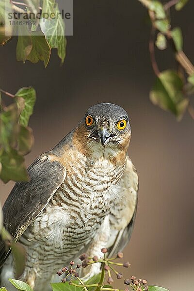 Sperber (Accipiter nisus) erwachsener männlicher Vogel Tierporträt  England  Großbritannien  Europa