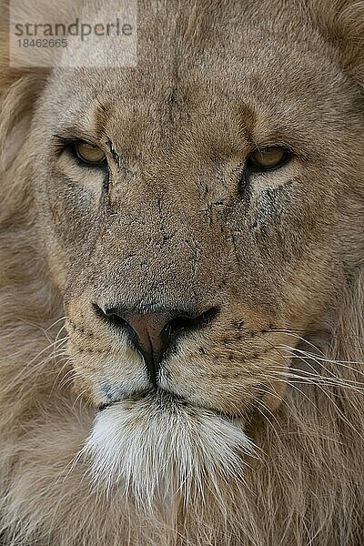 Afrikanischer Löwe (Panthera leo) erwachsenes männliches Tier Kopfportrait  England  Vereinigtes Königreich  Gefangenschaft