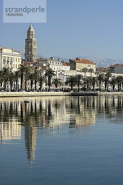 Glockenturm des Doms hl. Domnius mit Palmen an der Promenade am Meer und Spiegelbild im Meer  Split  Dalmatien  Kroatien  Europa