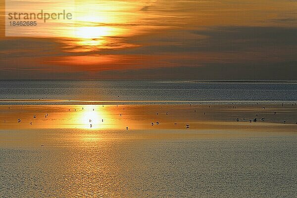 Sonnenuntergang über dem Wattenmeer bei Ebbe  Vögel bei der Nahrungssuche  Nordsee  Norddeich  Niedersachsen  Deutschland  Europa