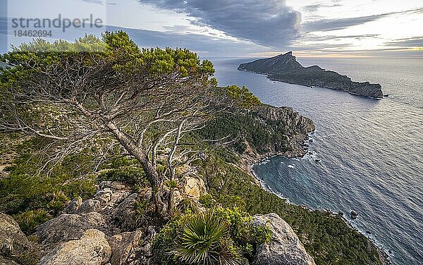 Kieferbaum an  mit einer Insel  Sonnenuntergang über dem Meer  Mirador Jose Sastre  Insel Sa Dragenora  Mallorca  Spanien  Europa