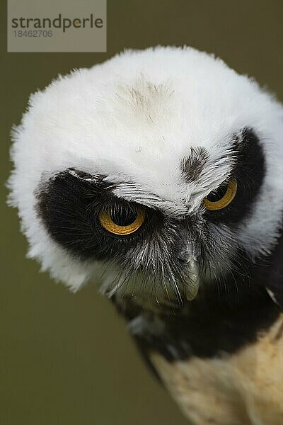 Brillenkauz (Pulsatrix perspicillata) erwachsener Vogel Kopf Portrait  England  Vereinigtes Königreich  Gefangenschaft