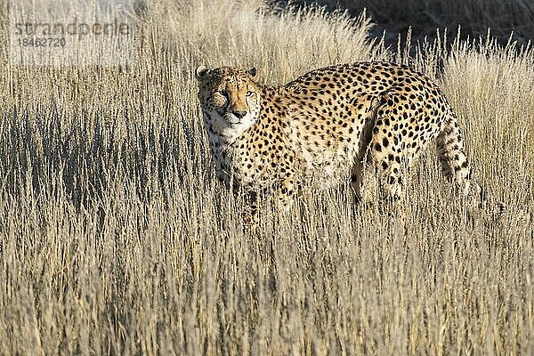Gepard (Acinonyx jubatus)  Kalahari  Region Hardap  Namibia  Afrika