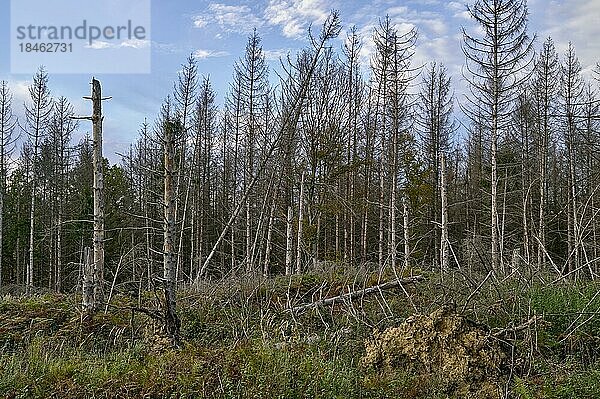 Waldsterben  abgestorbene Fichten (Picea abies)  Schwerte  Nordrhein-Westfalen  Deutschland  Europa