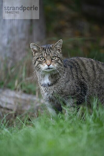 Europäische Wildkatze (Felis silvestris) erwachsenes Tierporträt  Großbritannien  Europa