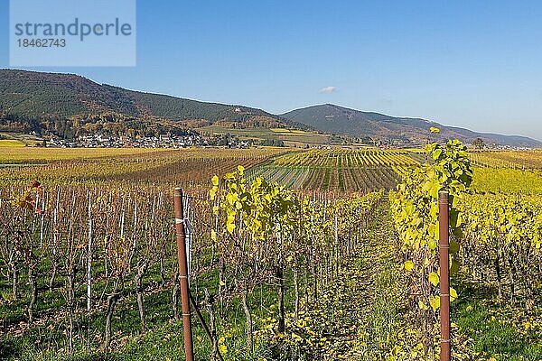 Blick über bunte Weinfelder im Herbst  im Hintergrund das Weindorf Gleisweiler und der Pfälzerwald  Südpfalz  Pfalz  Rheinland-Pfalz  Deutschland  Europa