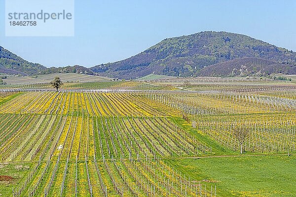 Blick über blühende Weinfelder auf den Pfälzerwald  Ilbesheim  Südpfalz  Pfalz  Rheinland-Pfalz  Deutschland  Europa