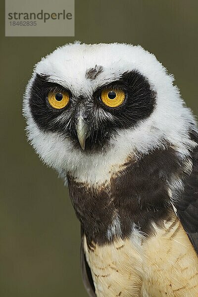 Brillenkauz (Pulsatrix perspicillata) erwachsener Vogel Kopf Portrait  England  Vereinigtes Königreich  Gefangenschaft