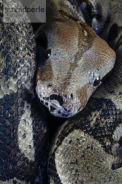 Königspython (Python regius) erwachsene Schlange Kopfporträt  England  Vereinigtes Königreich  captive