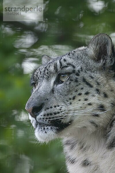 Schneeleopard (Panthera uncia) erwachsenes Tier Kopf Portrait  England  Vereinigtes Königreich  Gefangenschaft