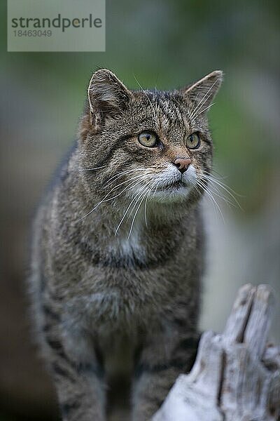 Europäische Wildkatze (Felis silvestris) erwachsenes Tierporträt  Großbritannien  Europa