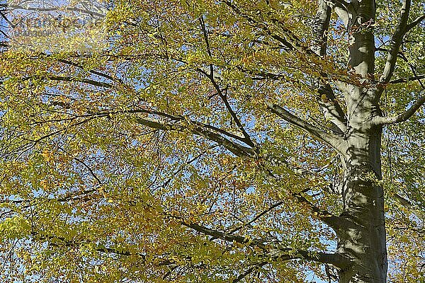 Rotbuche (Fagus sylvatica)  Blick in die Baumkrone mit Herbstlaub  blauer Himmel  Nordrhein-Westfalen  Deutschland  Europa