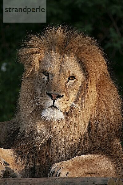 Afrikanischer Löwe (Panthera leo) erwachsenes männliches Tier Kopfportrait  England  Vereinigtes Königreich  Gefangenschaft